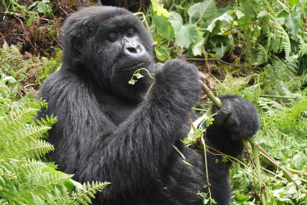Mountain Gorilla